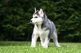 SIBERIAN HUSKY 1000